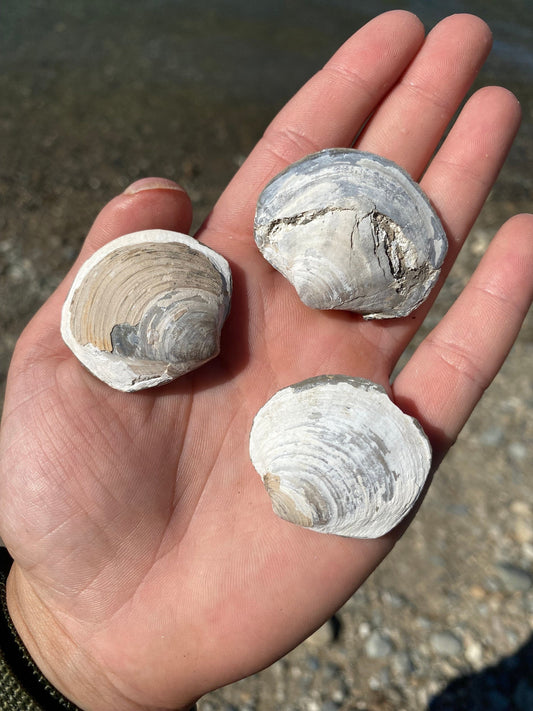 Fossil Shell (Lucina hannibali) - Washington State
