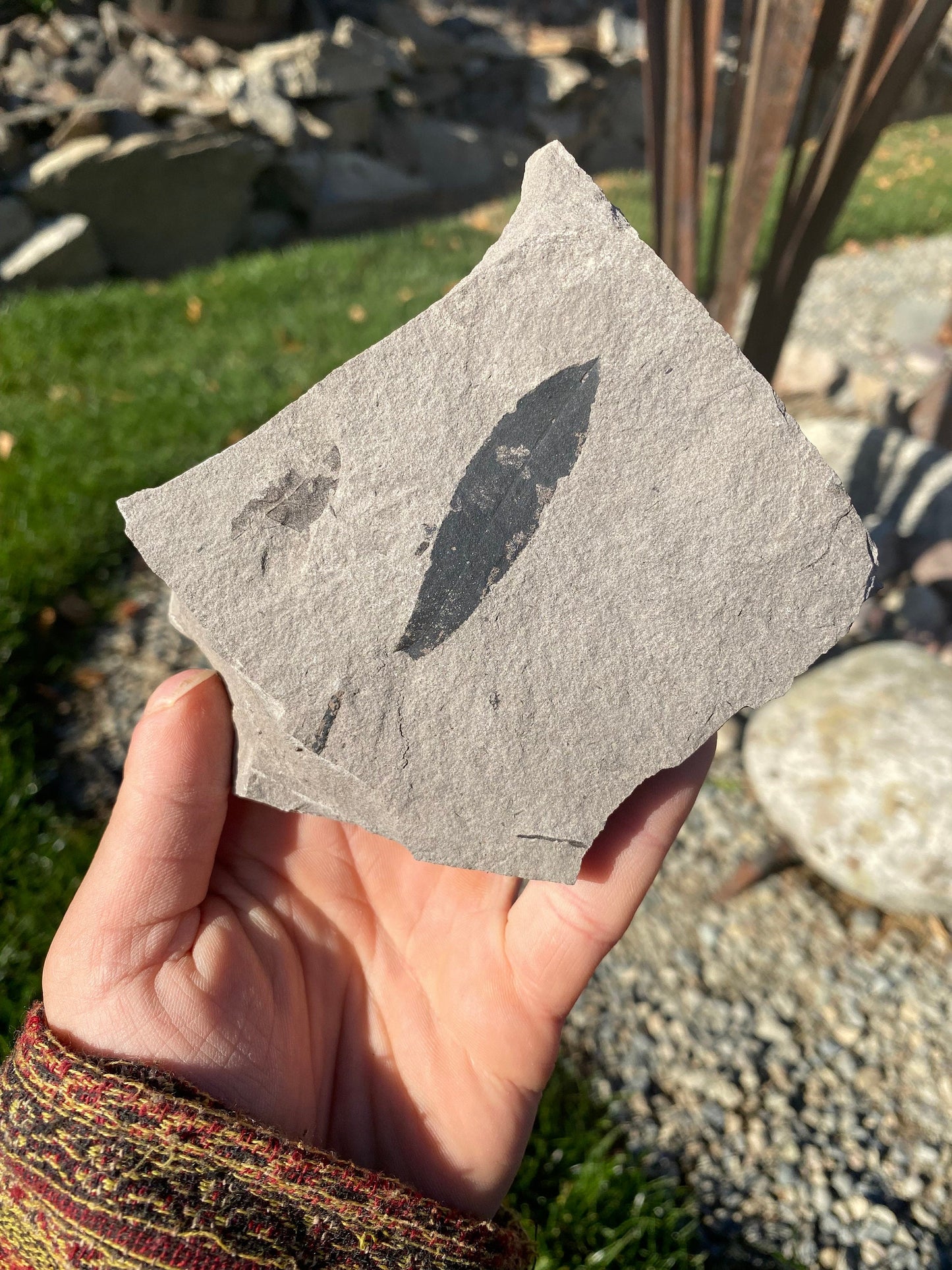 Leaf Fossil (Bog Willow) - Washington State