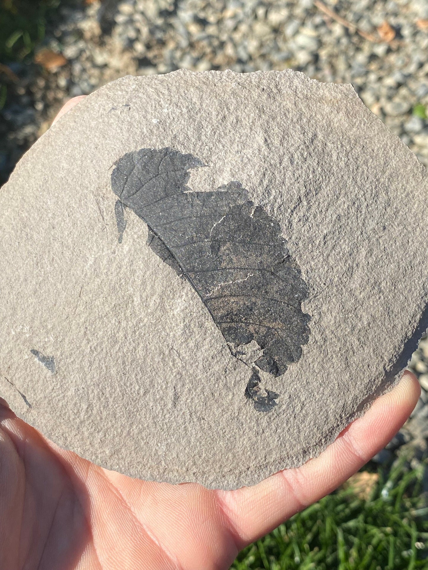 Leaf Fossil (Unknown Species) - Washington State