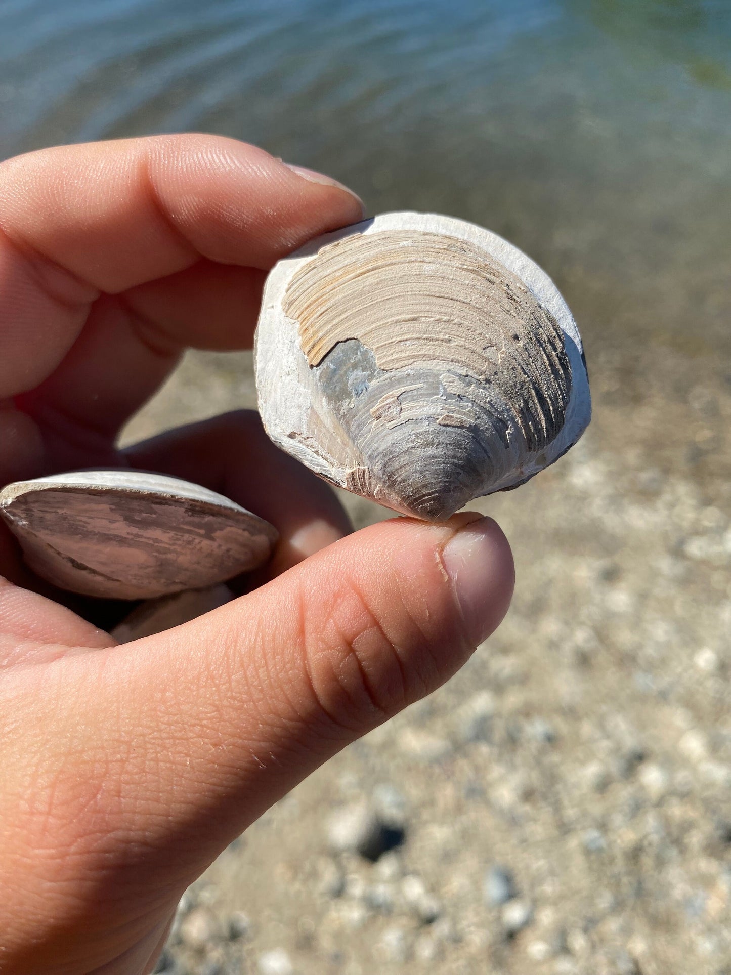 Fossil Shell (Lucina hannibali) - Washington State