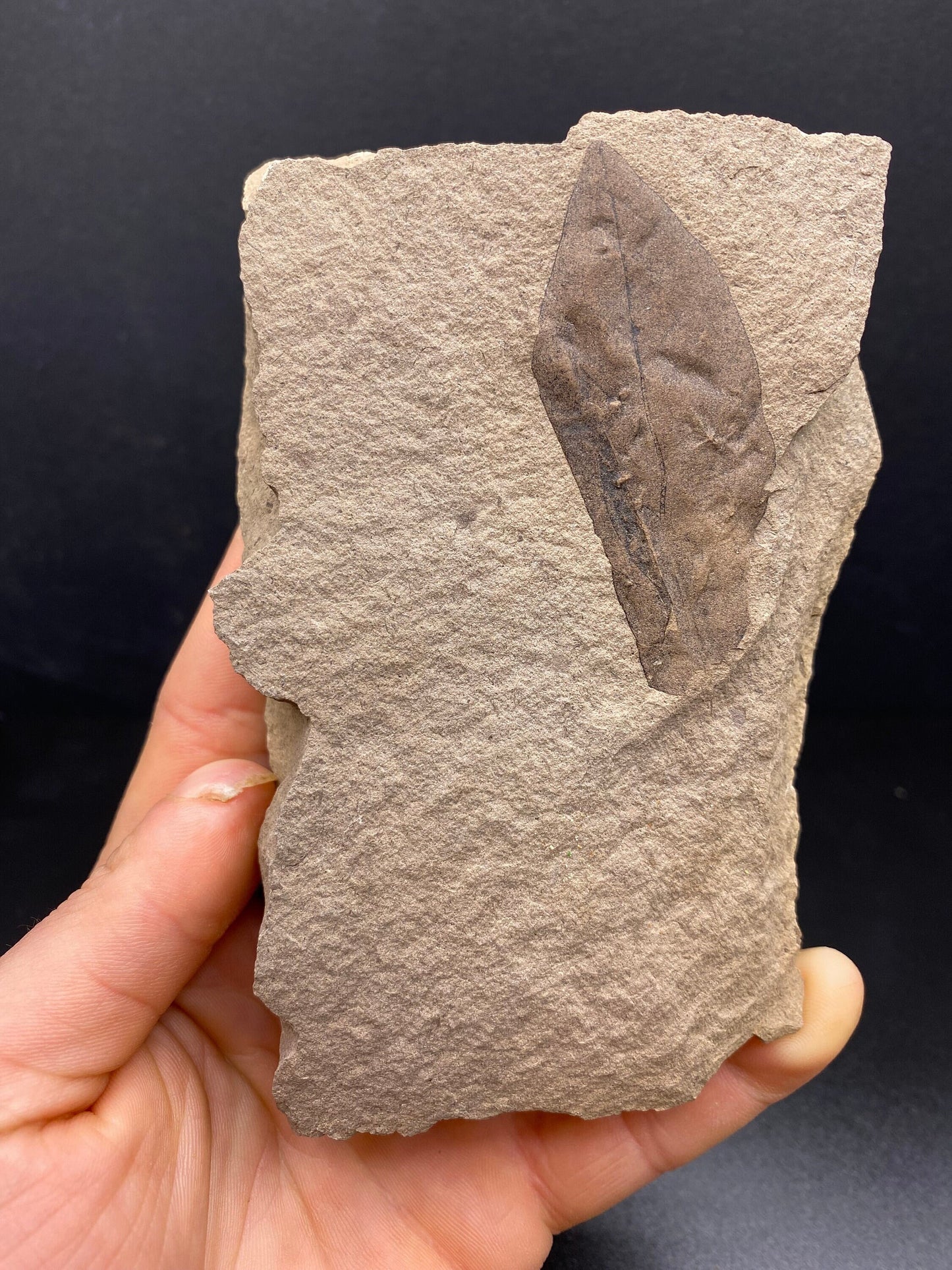 Leaf Fossil - Washington State