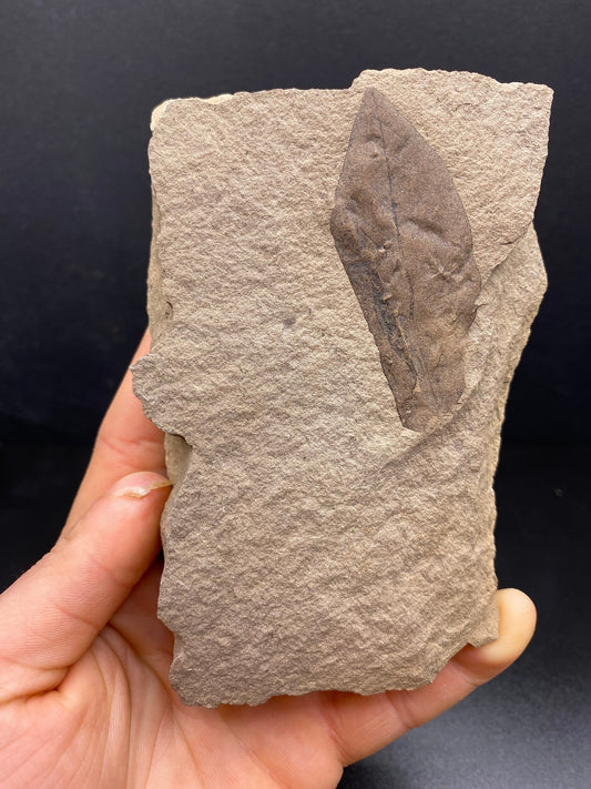 Leaf Fossil - Washington State