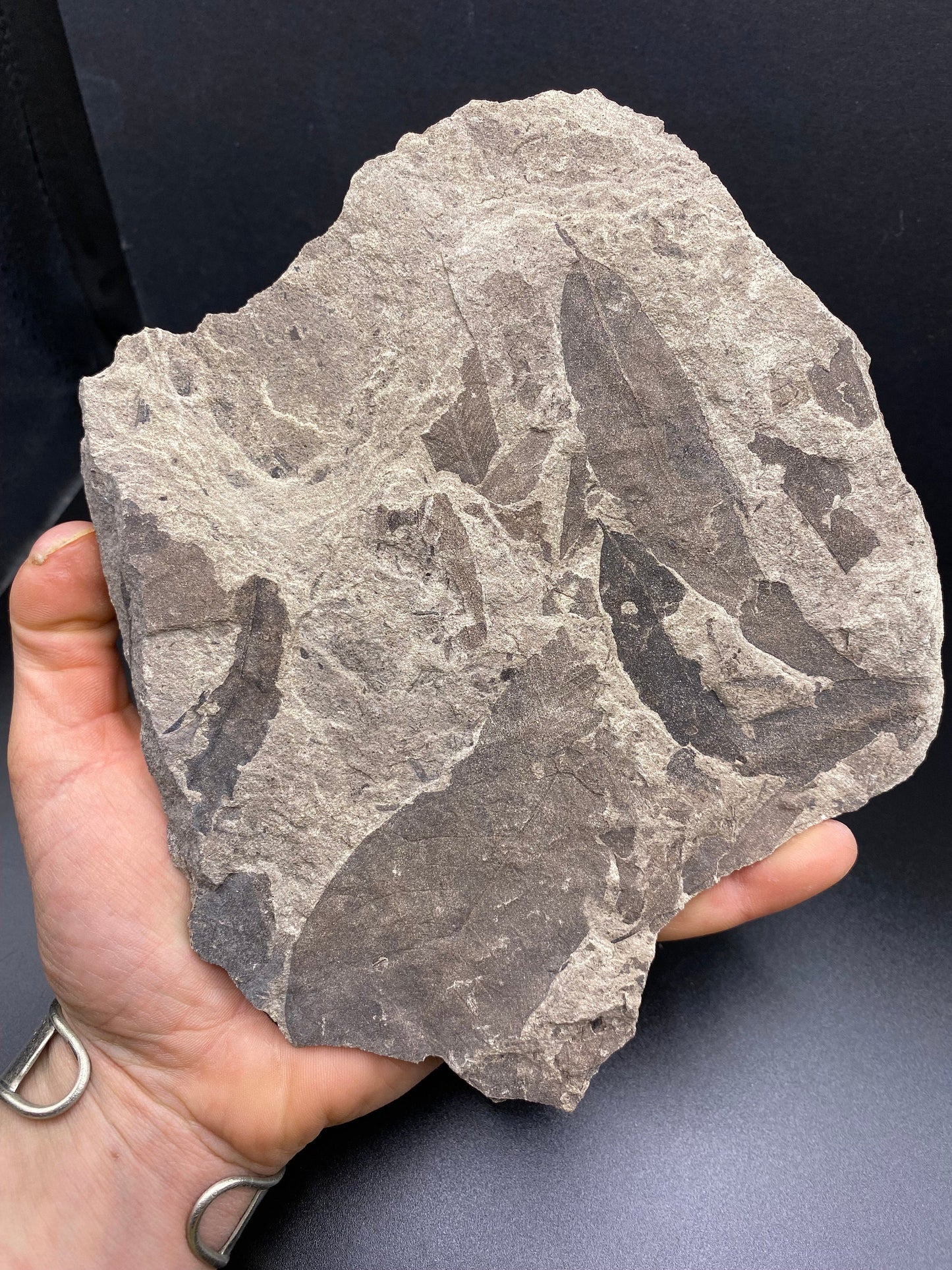 Leaf Fossil (Pacific Willow) - Washington State