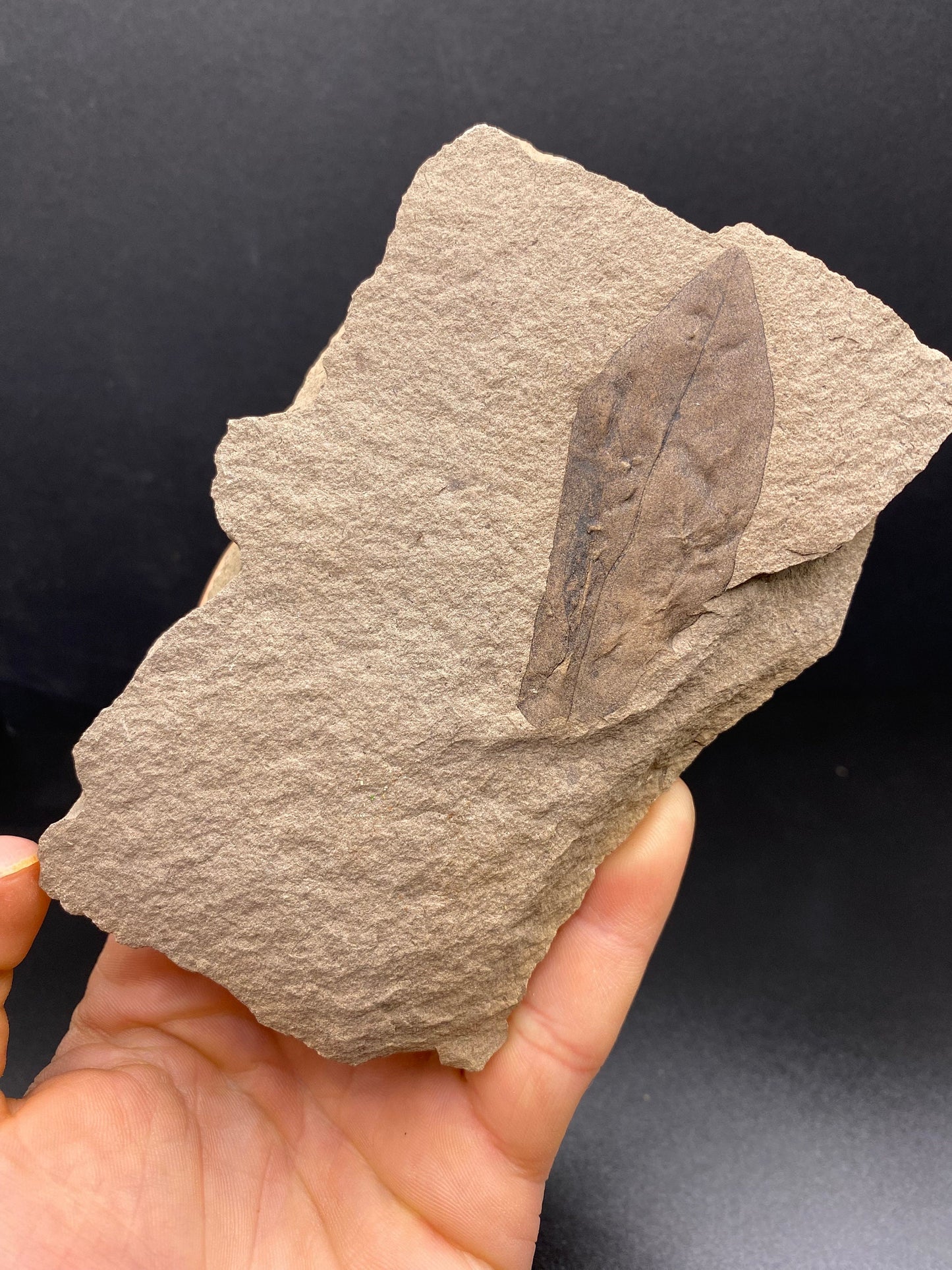 Leaf Fossil - Washington State