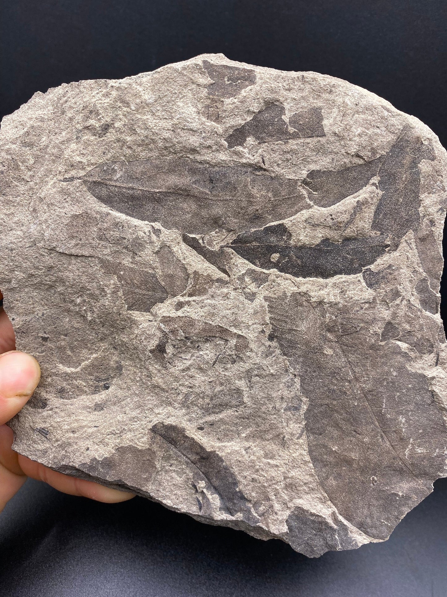 Leaf Fossil (Pacific Willow) - Washington State