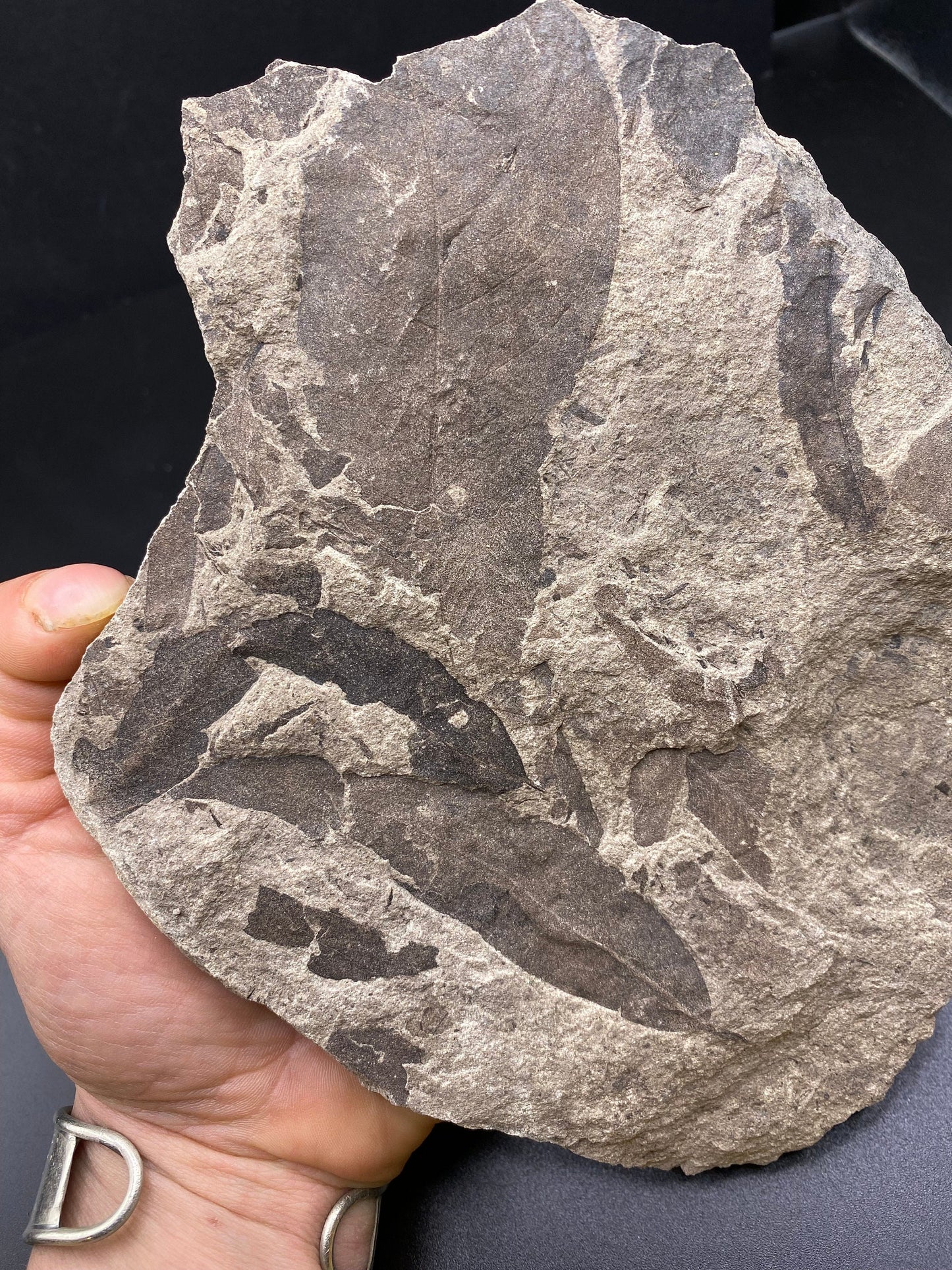 Leaf Fossil (Pacific Willow) - Washington State