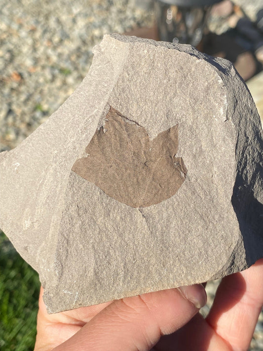Leaf Fossil (Young Maple) - Washington State