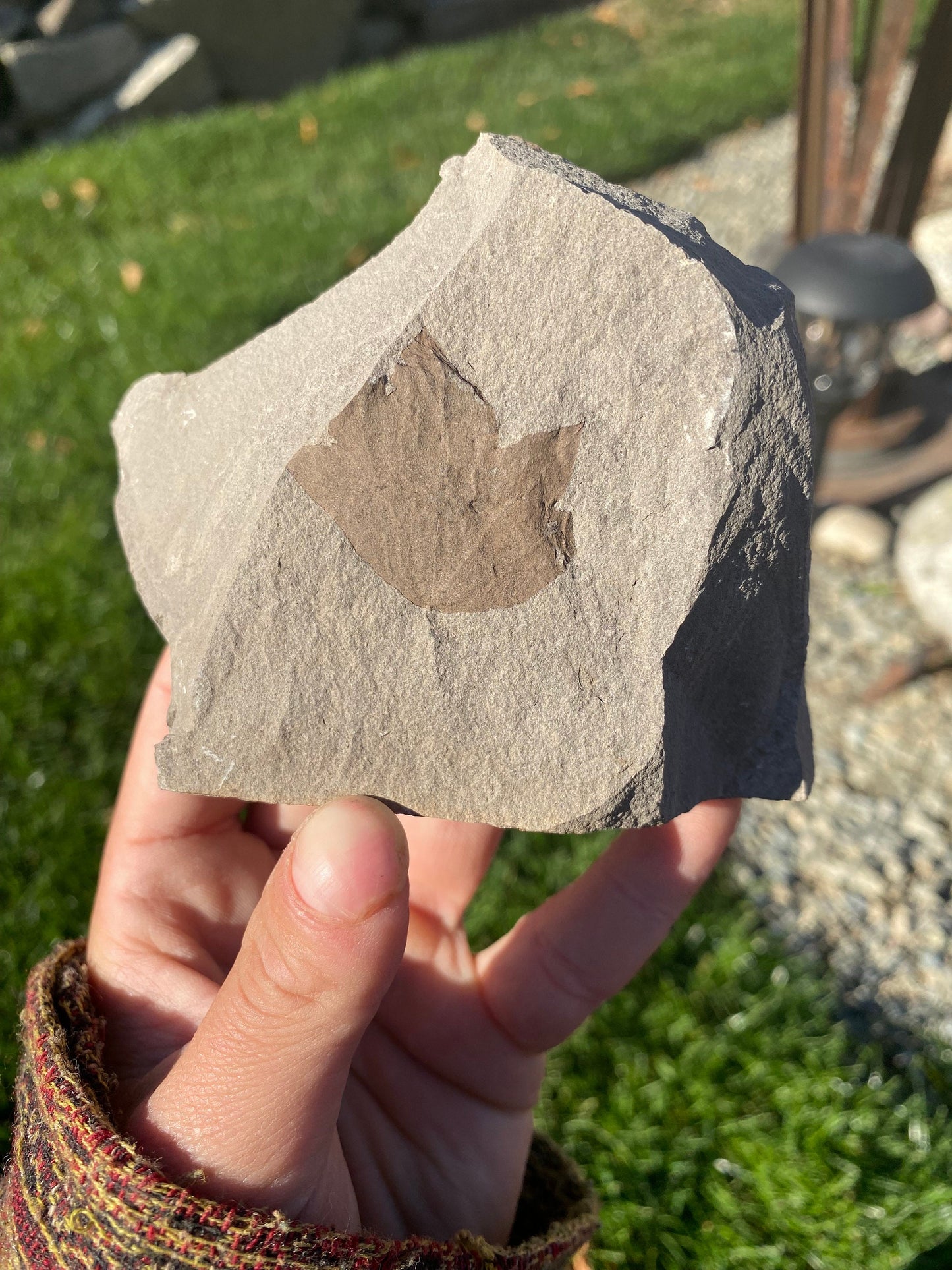 Leaf Fossil (Young Maple) - Washington State