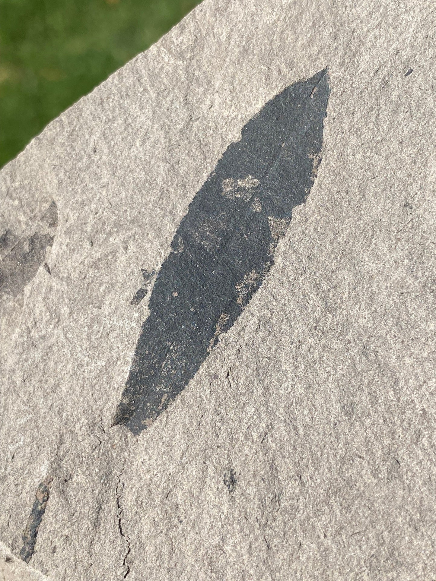 Leaf Fossil (Bog Willow) - Washington State