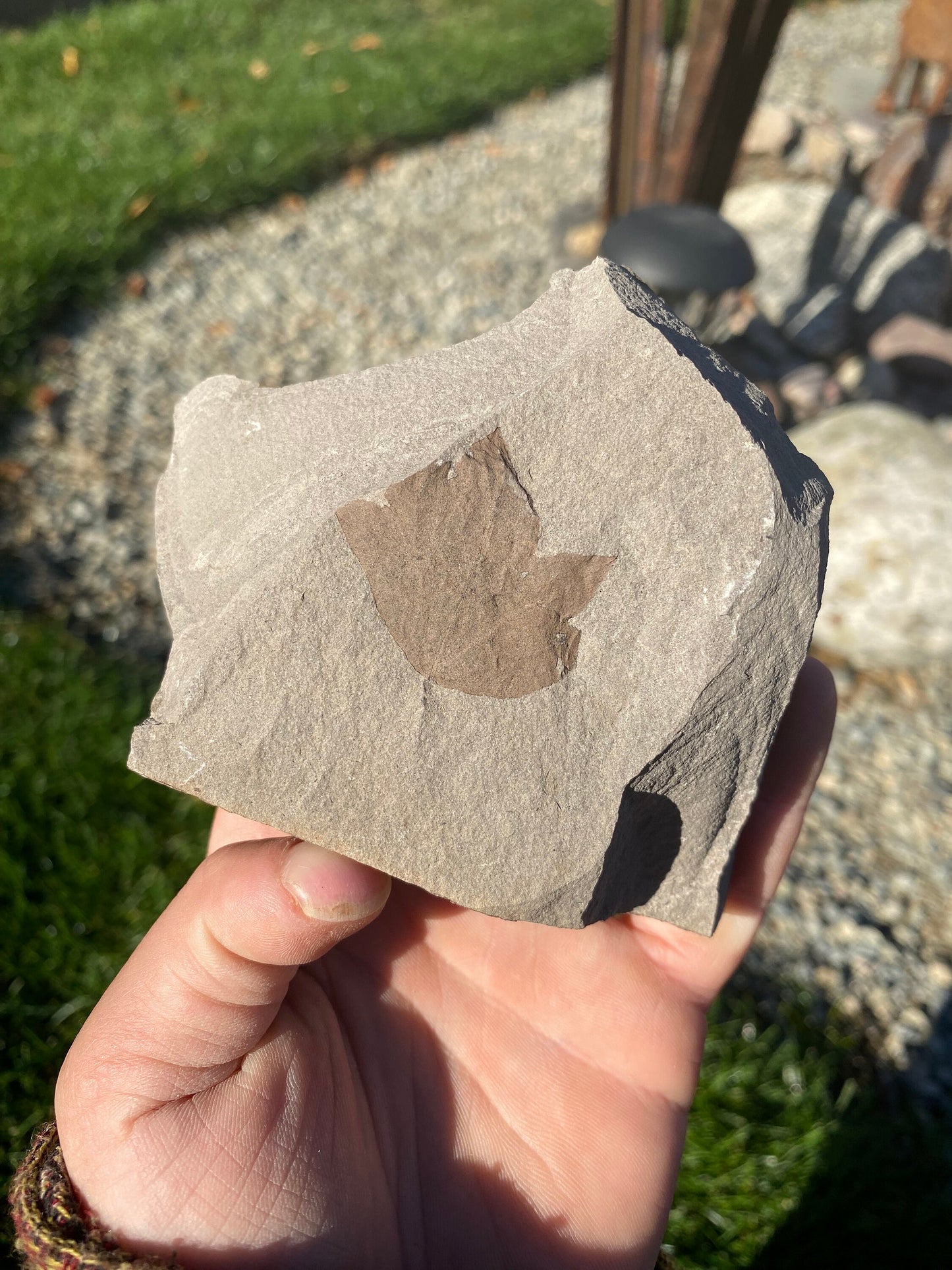 Leaf Fossil (Young Maple) - Washington State