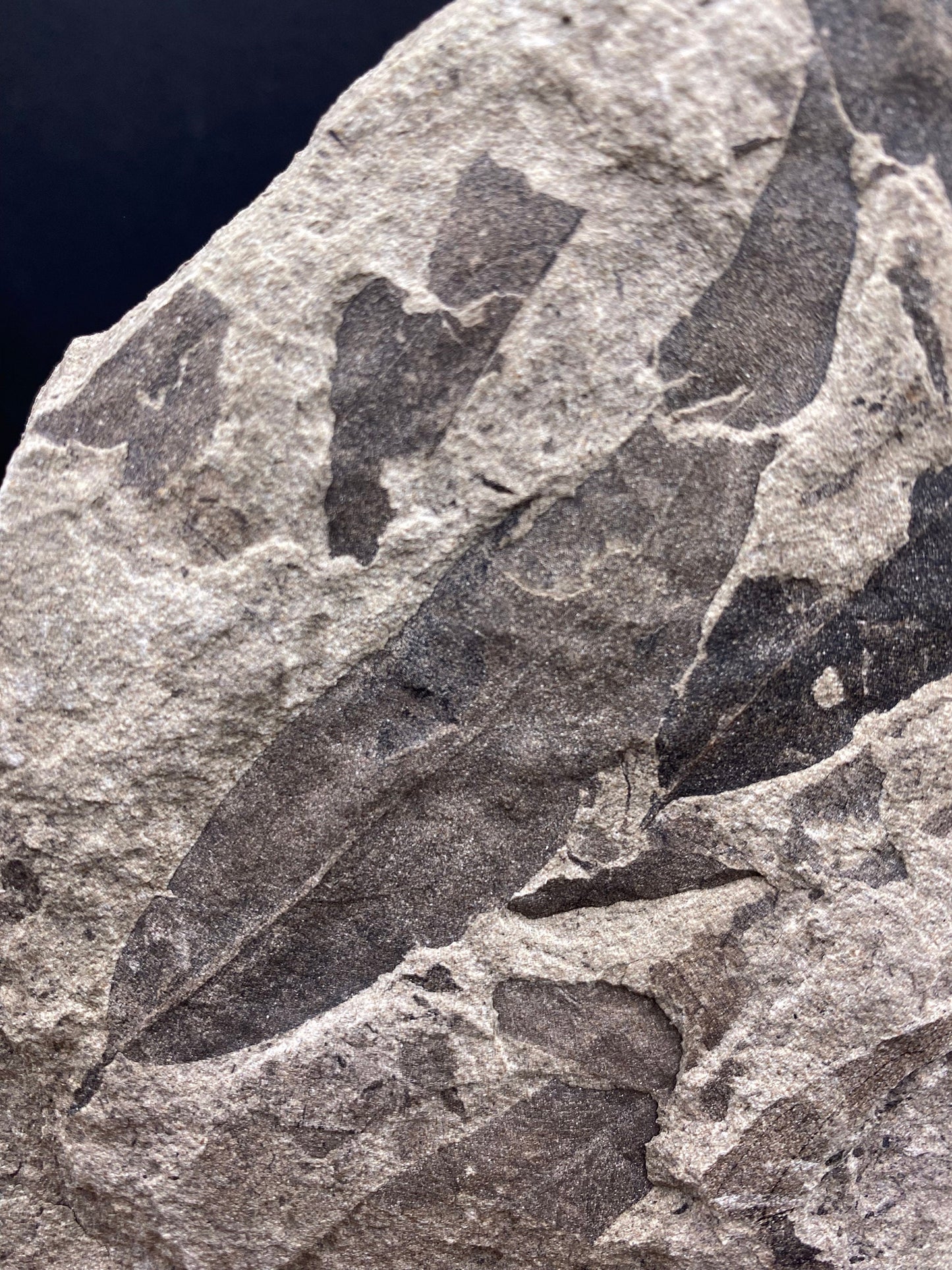 Leaf Fossil (Pacific Willow) - Washington State