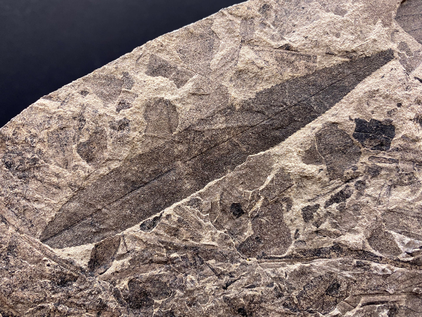 Leaf Fossil (Pacific Willow) - Washington State