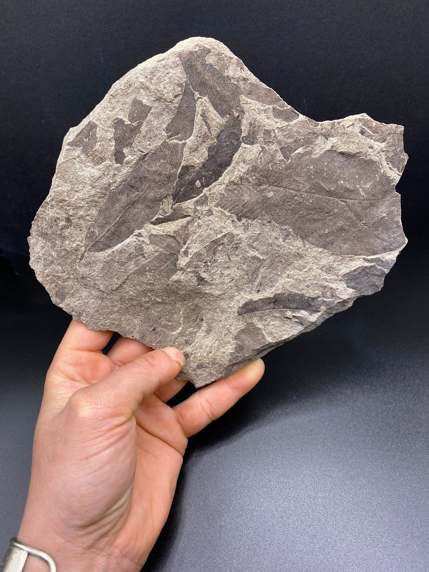 Leaf Fossil (Pacific Willow) - Washington State