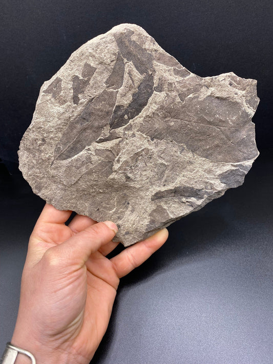 Leaf Fossil (Pacific Willow) - Washington State