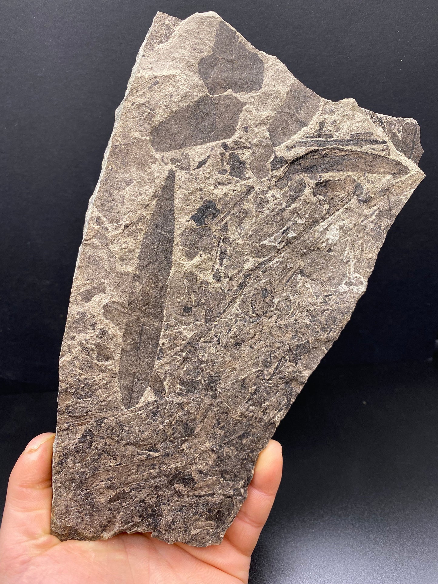 Leaf Fossil (Pacific Willow) - Washington State