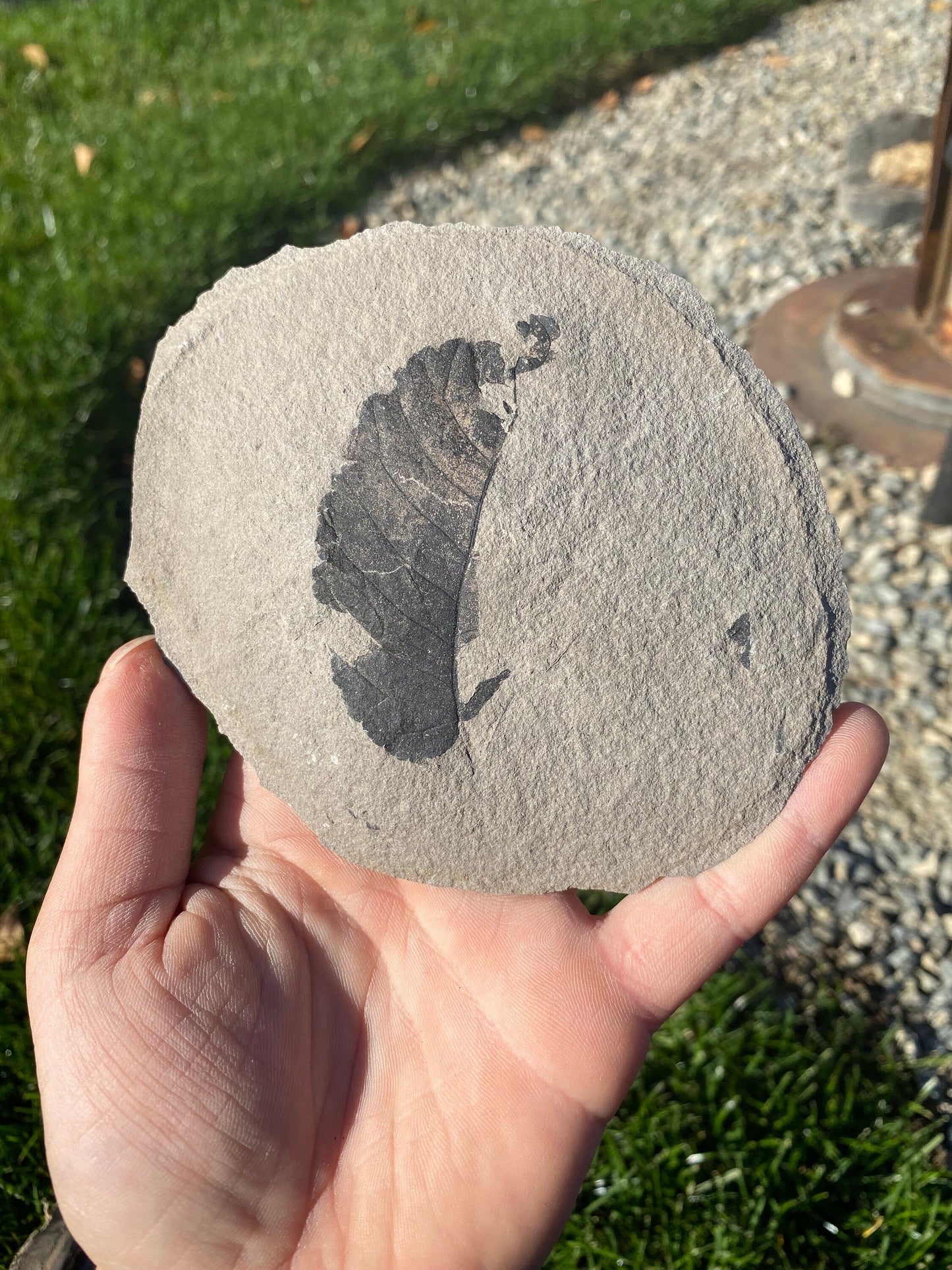 Leaf Fossil (Unknown Species) - Washington State