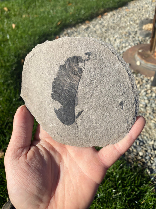 Leaf Fossil (Unknown Species) - Washington State