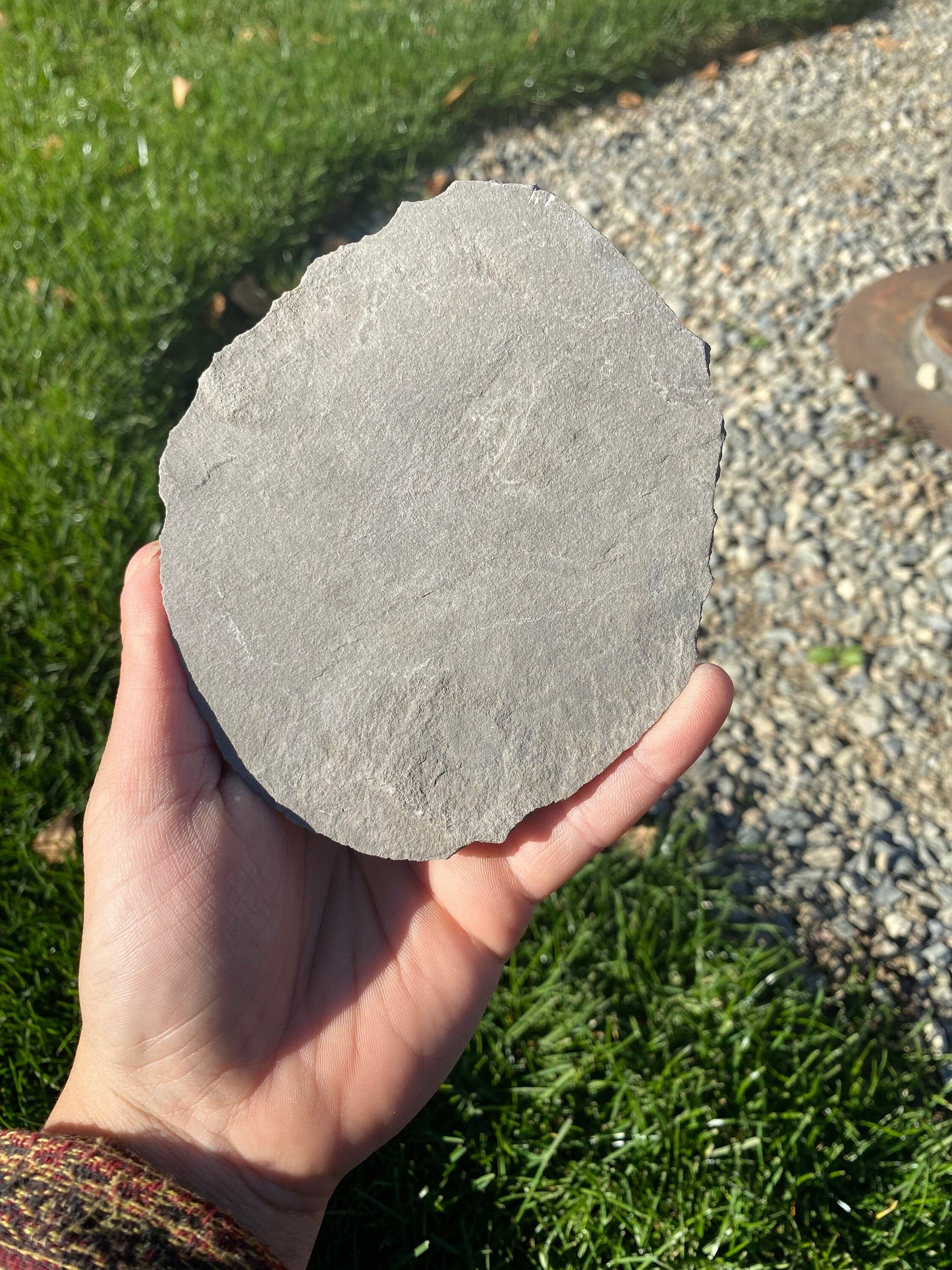 Leaf Fossil (Unknown Species) - Washington State