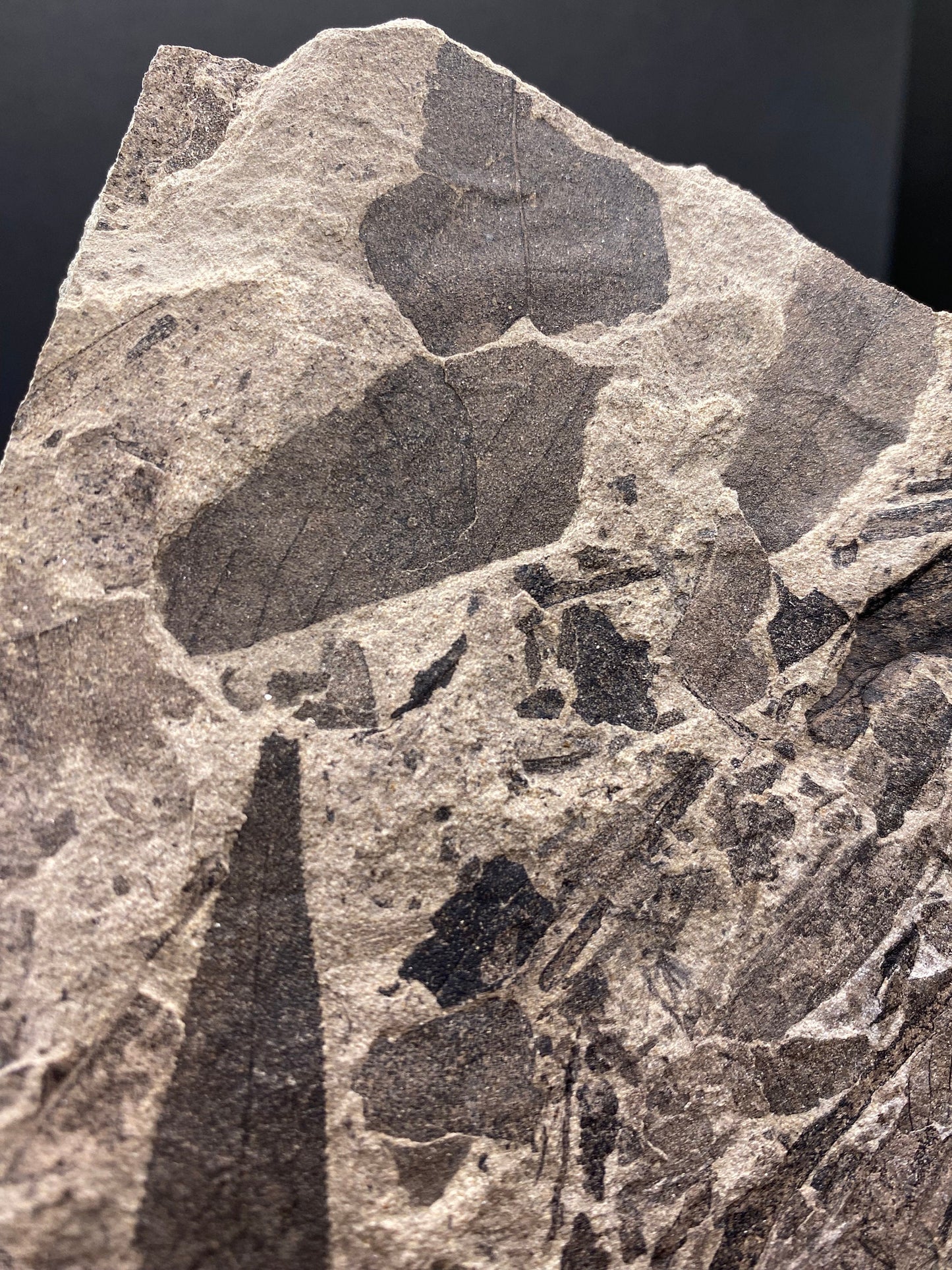 Leaf Fossil (Pacific Willow) - Washington State