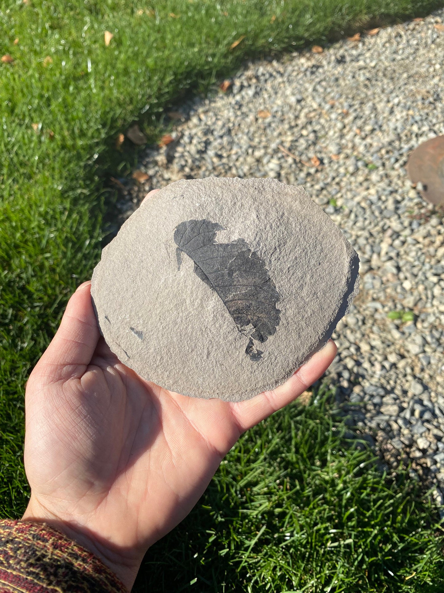 Leaf Fossil (Unknown Species) - Washington State