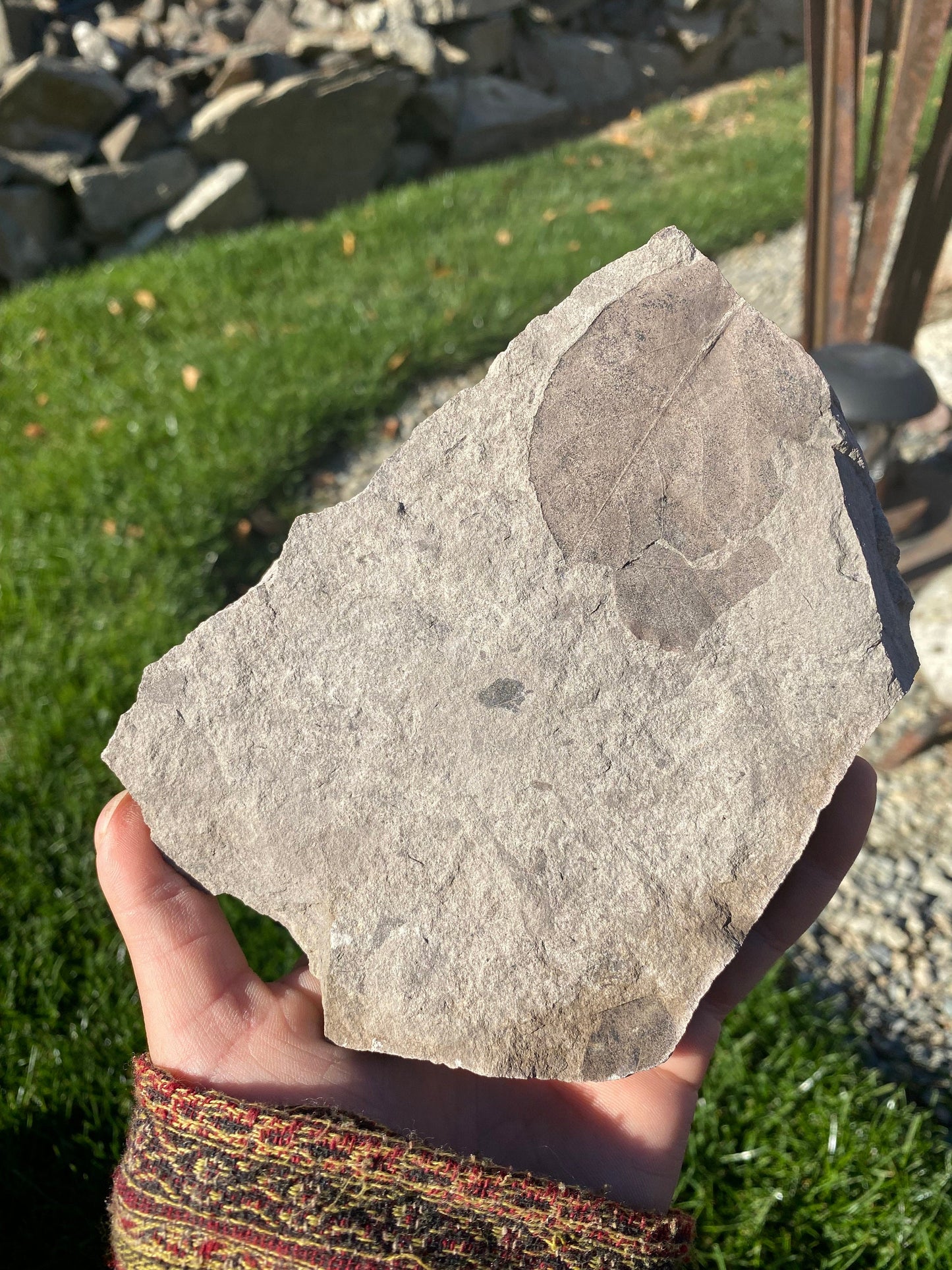 Leaf Fossil (Unknown Species) - Washington State
