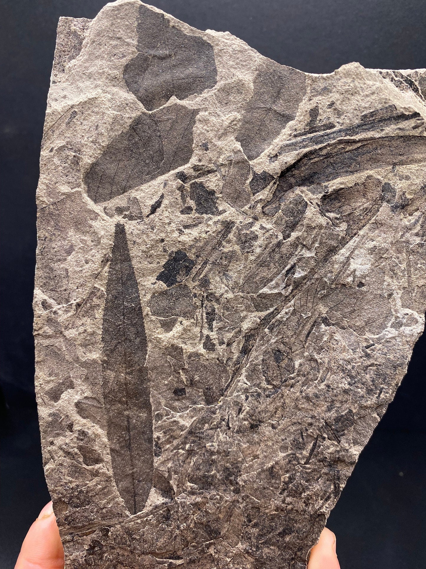 Leaf Fossil (Pacific Willow) - Washington State