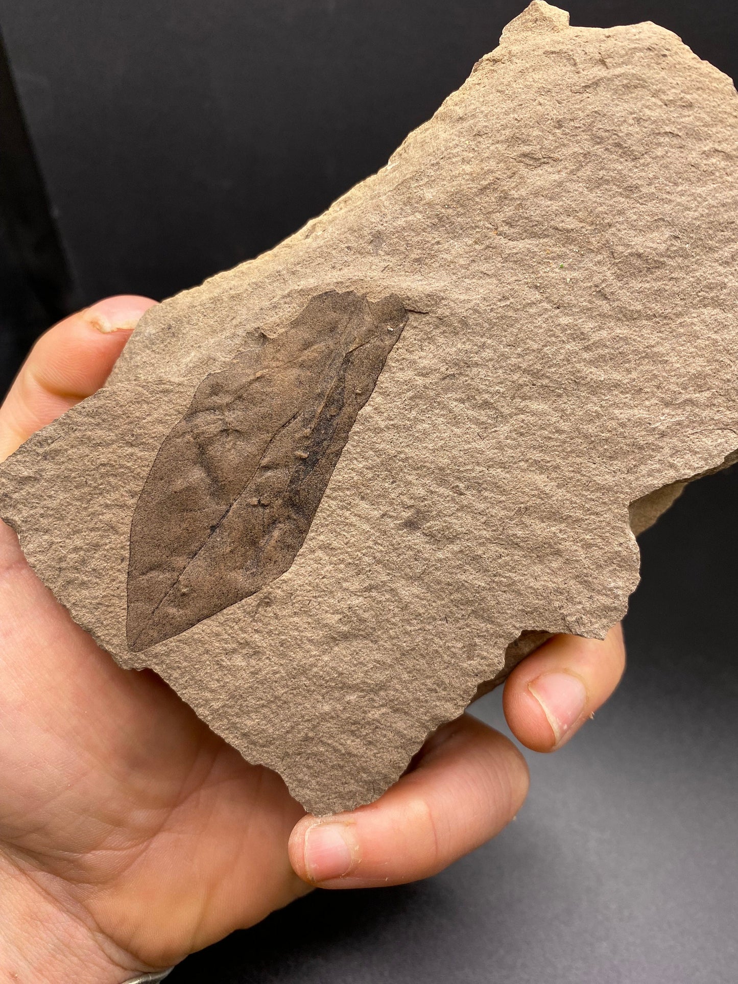 Leaf Fossil - Washington State