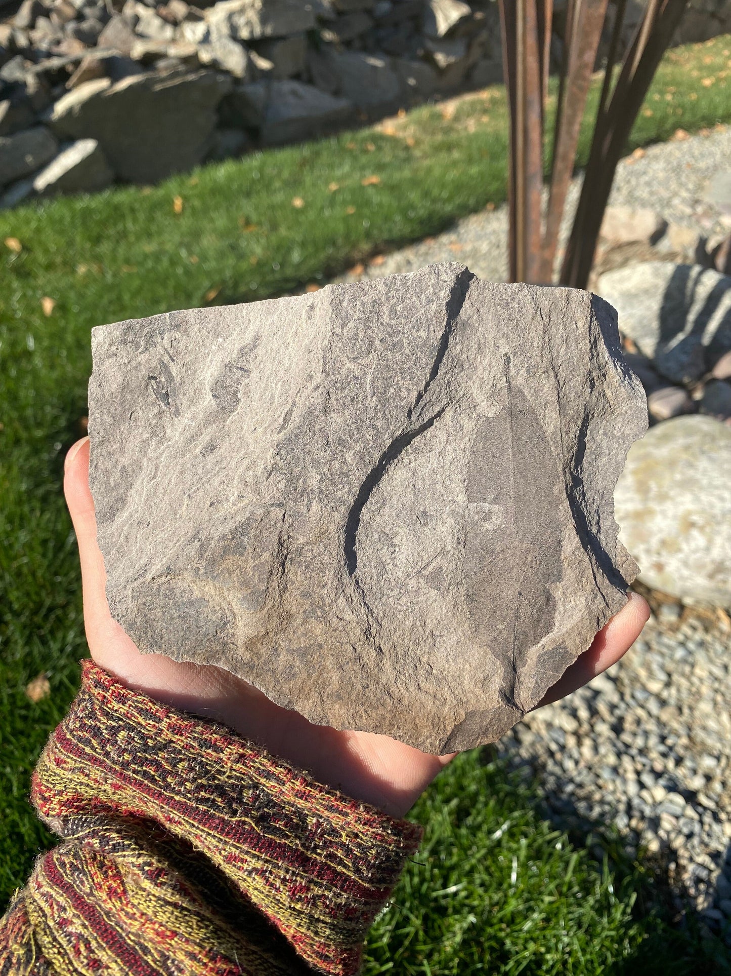 Leaf Fossil (Unknown Species) - Washington State