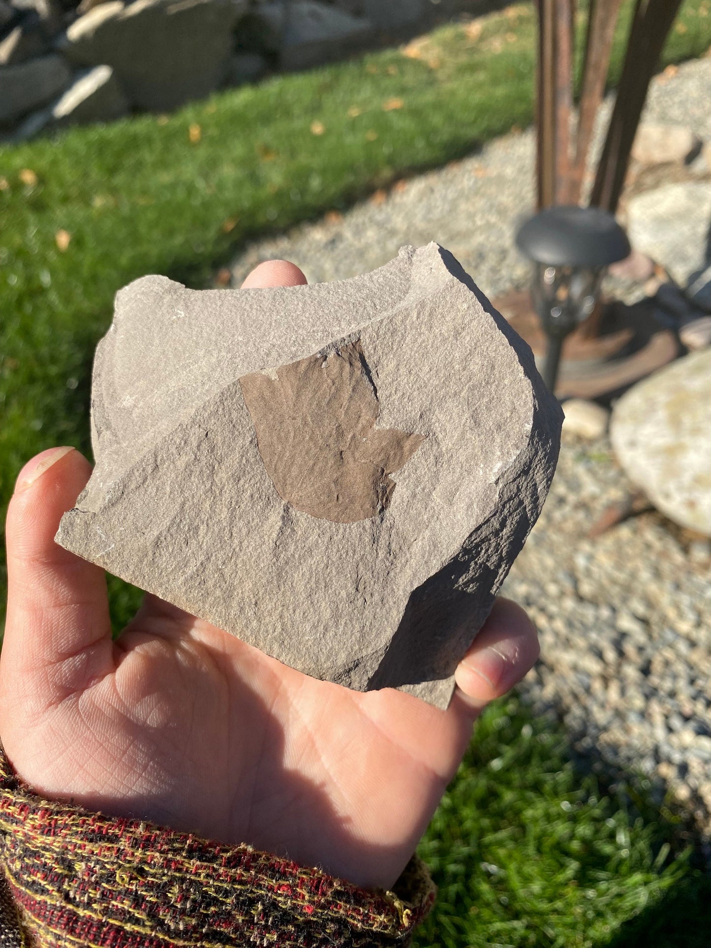 Leaf Fossil (Young Maple) - Washington State