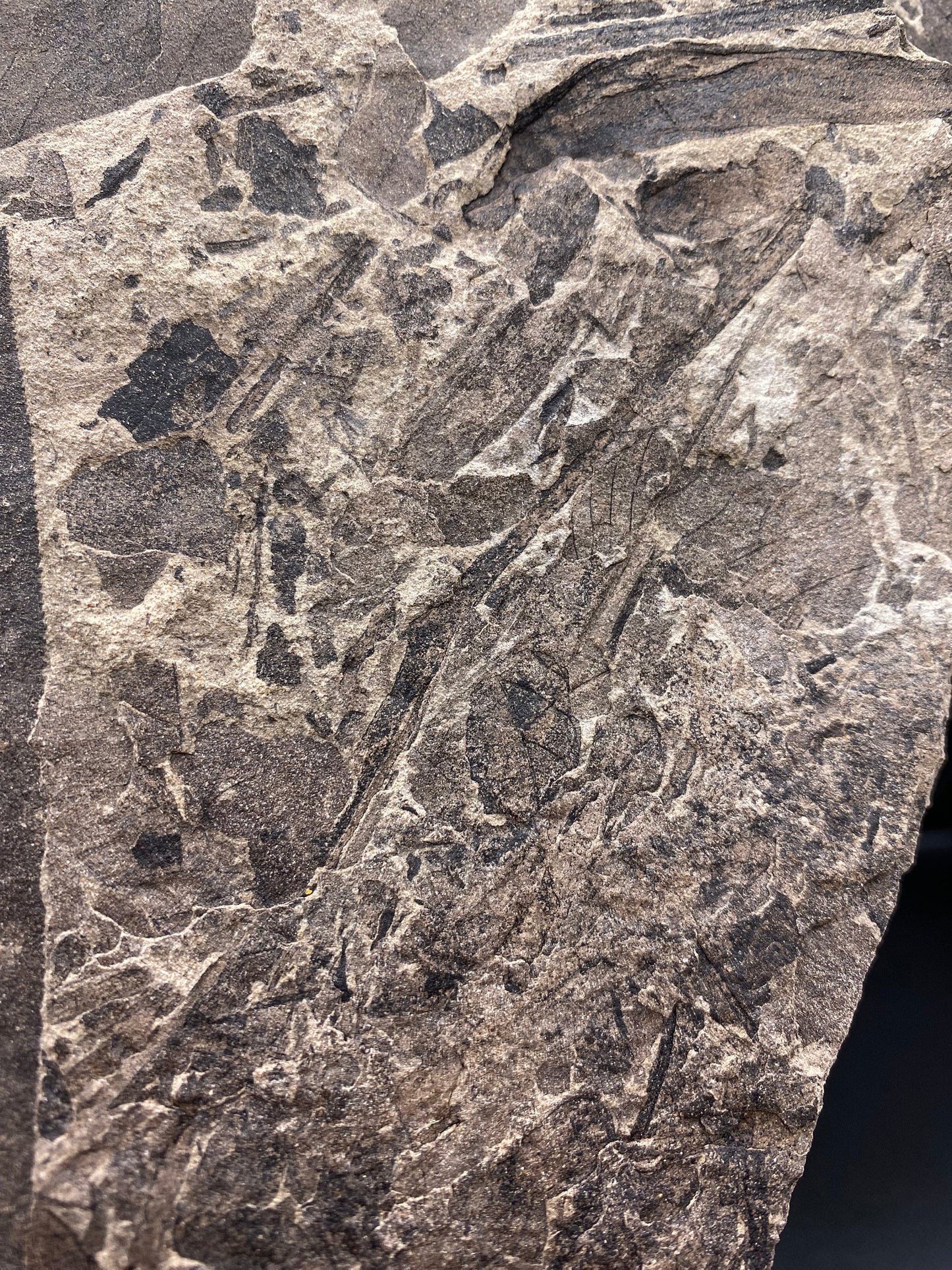 Leaf Fossil (Pacific Willow) - Washington State