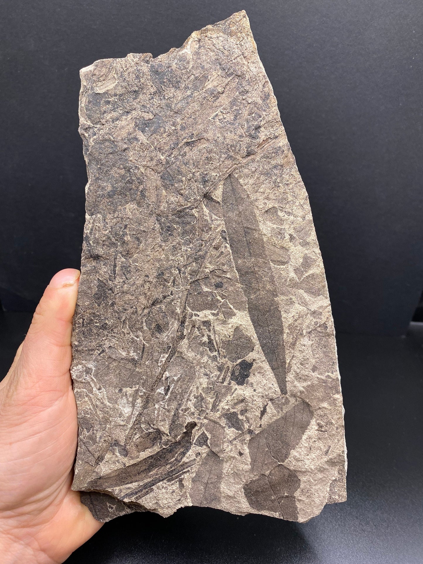 Leaf Fossil (Pacific Willow) - Washington State