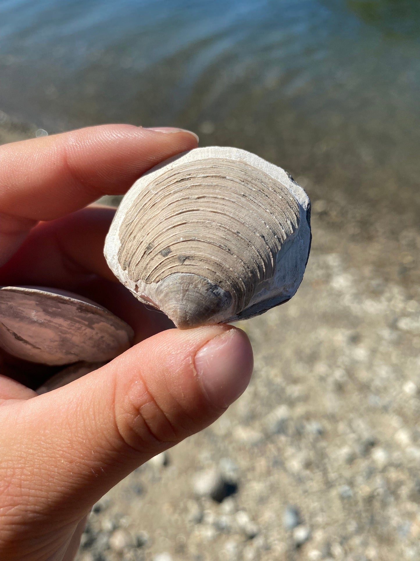 Fossil Shell (Lucina hannibali) - Washington State