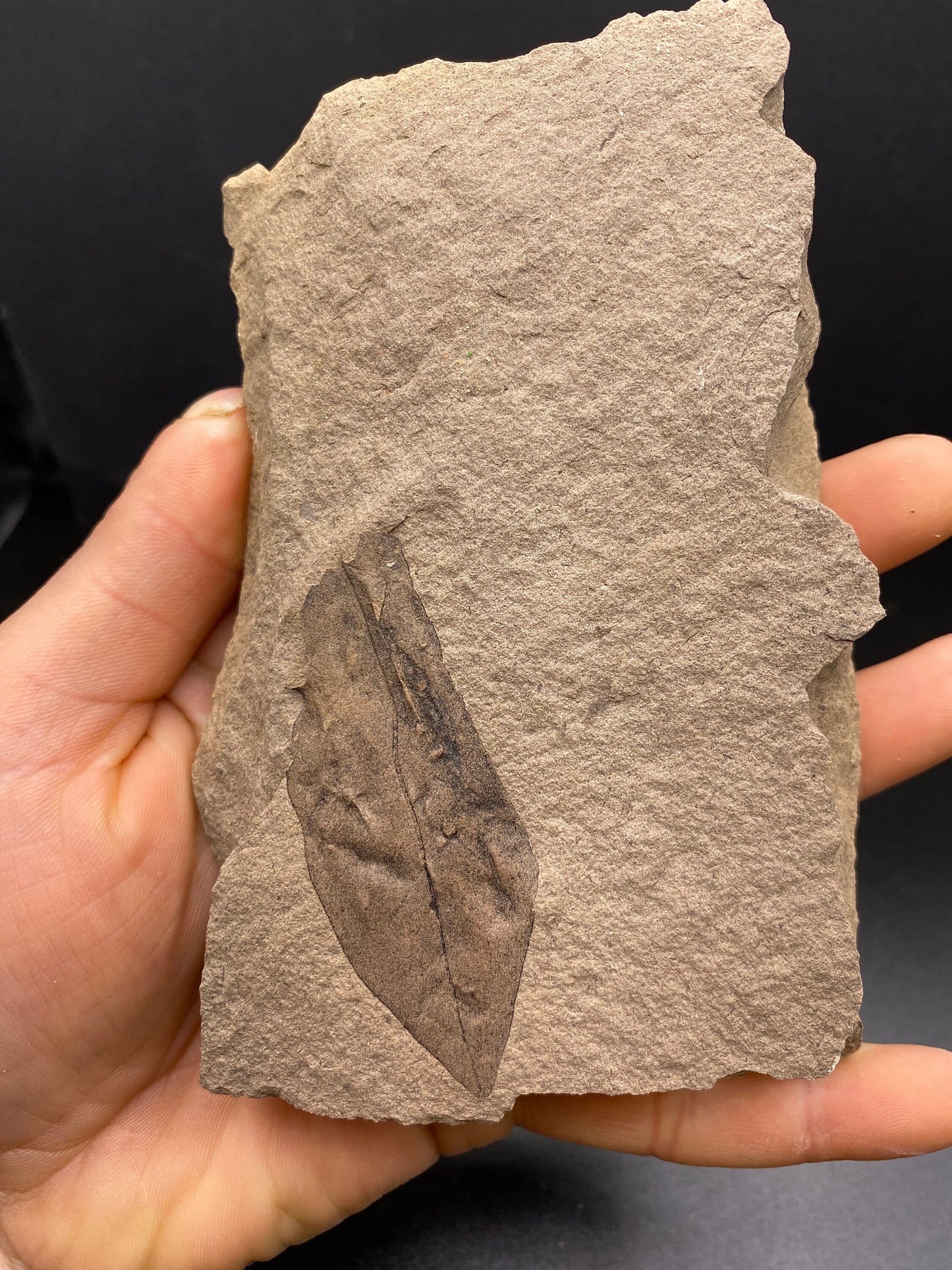 Leaf Fossil - Washington State