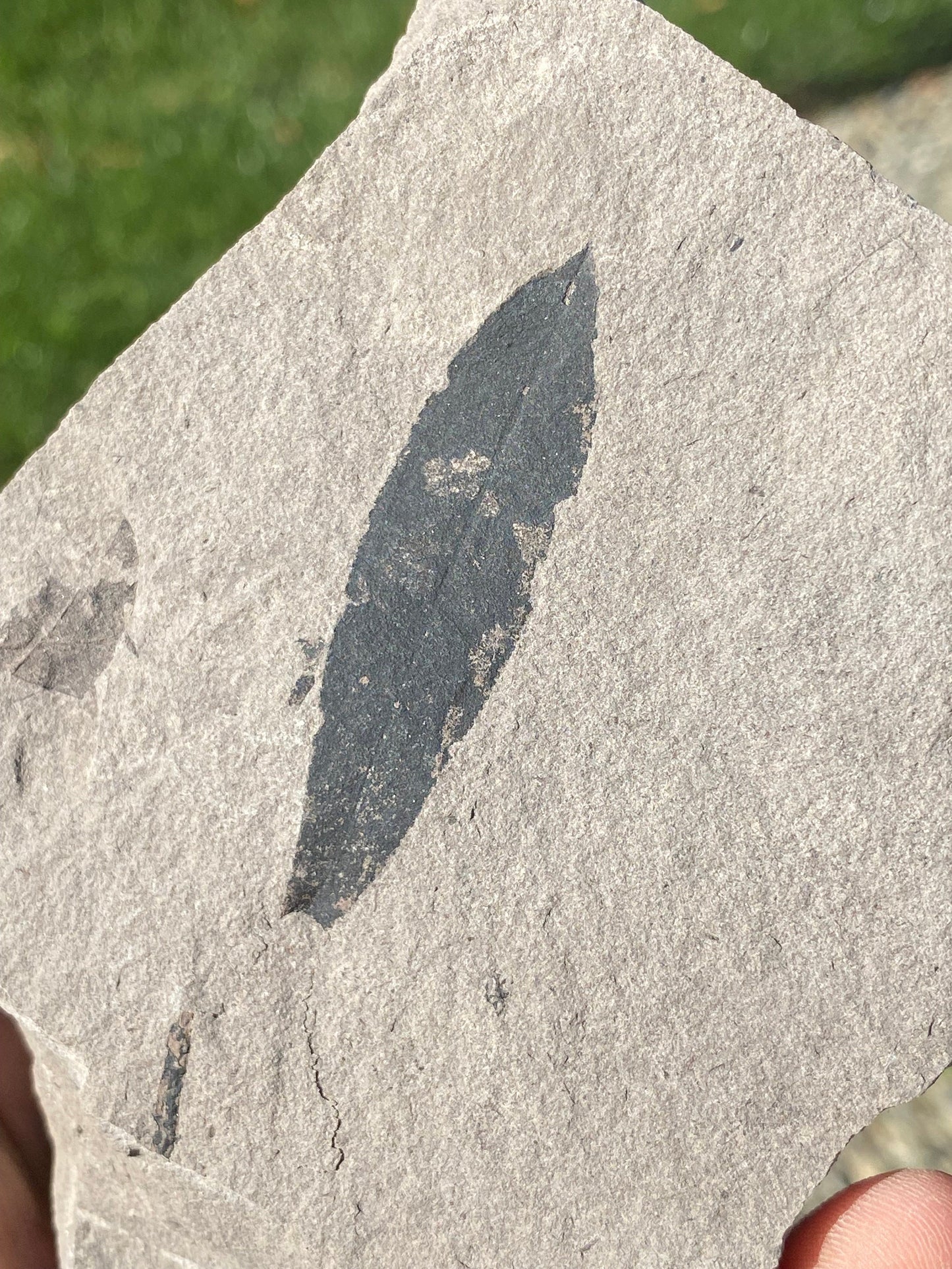 Leaf Fossil (Bog Willow) - Washington State
