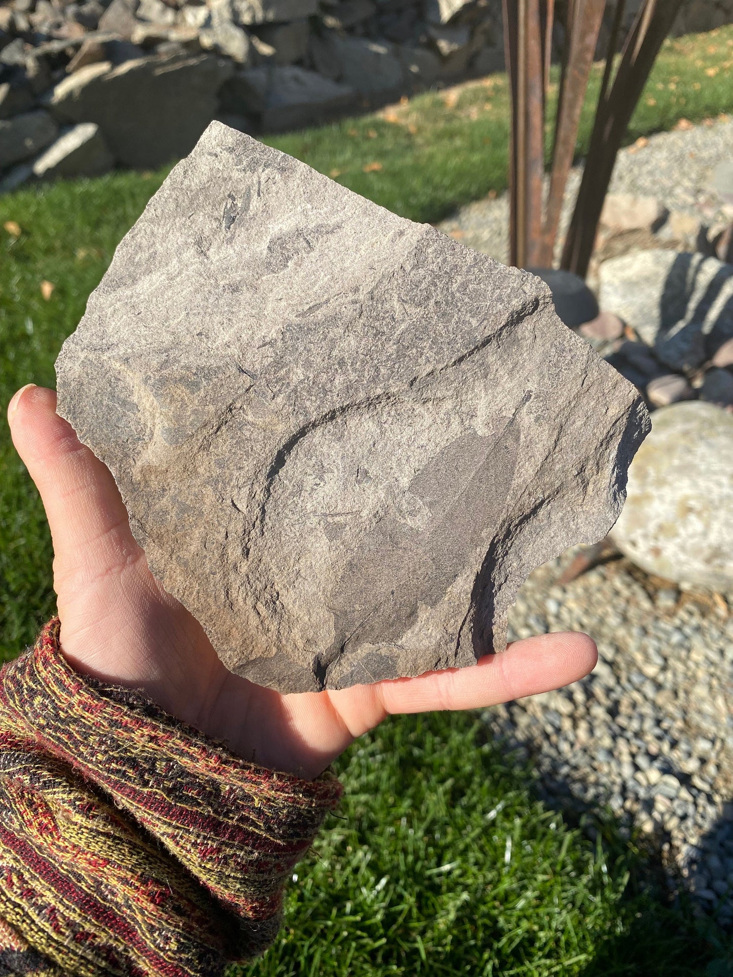 Leaf Fossil (Unknown Species) - Washington State