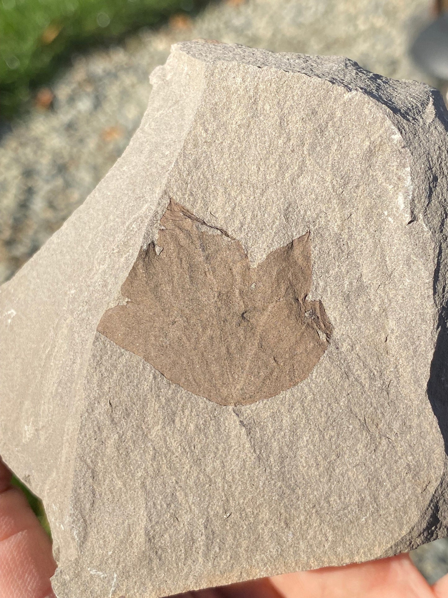 Leaf Fossil (Young Maple) - Washington State