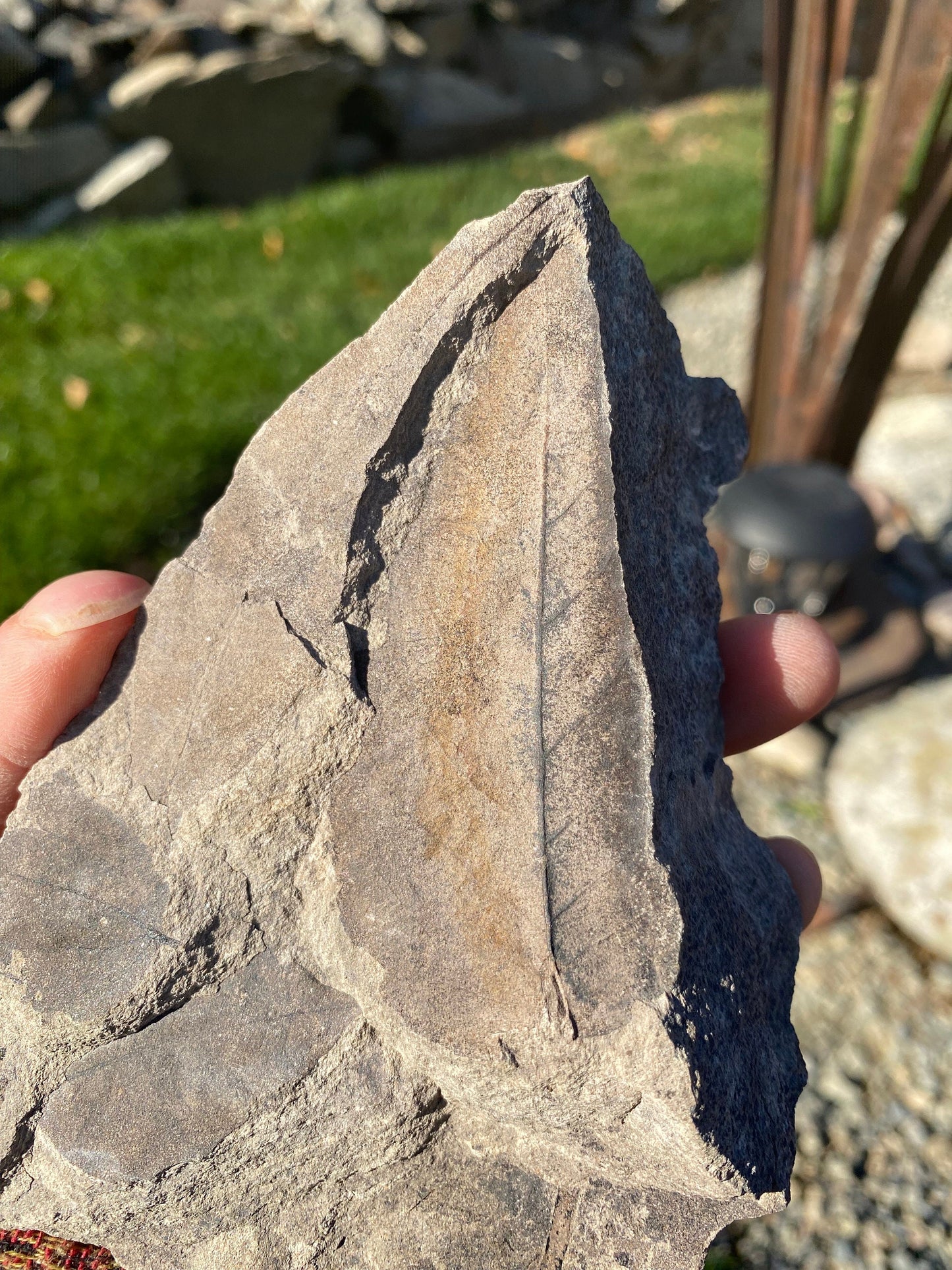 Leaf Fossils (Unknown Species) - Washington State