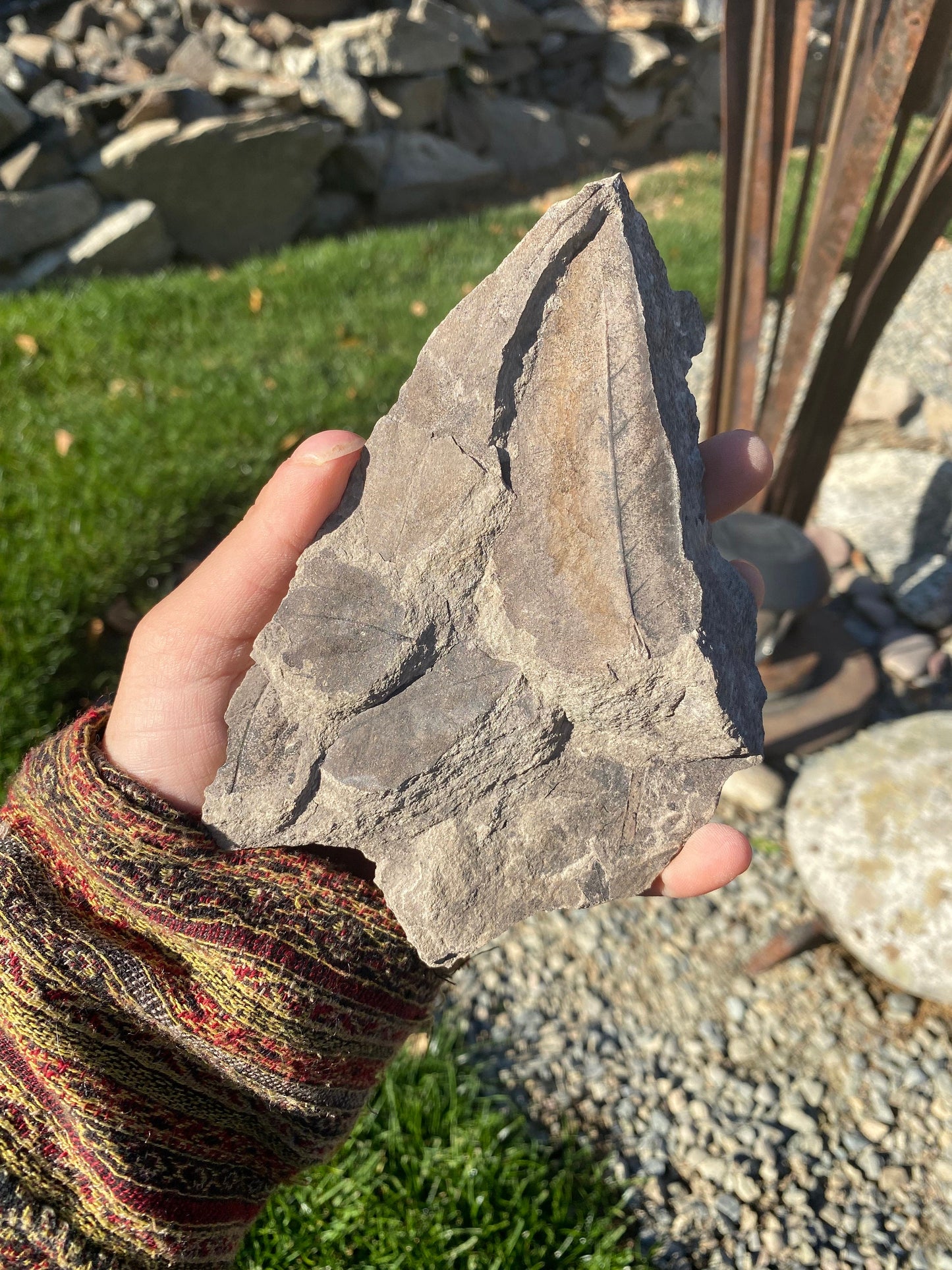 Leaf Fossils (Unknown Species) - Washington State