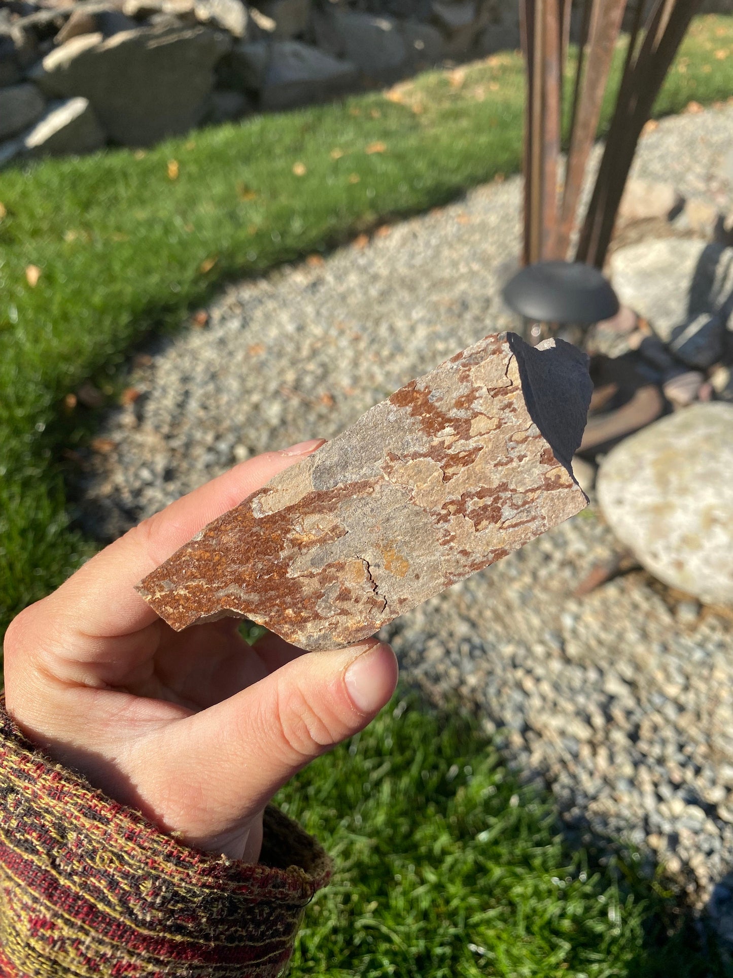 Leaf Fossil (Young Maple) - Washington State