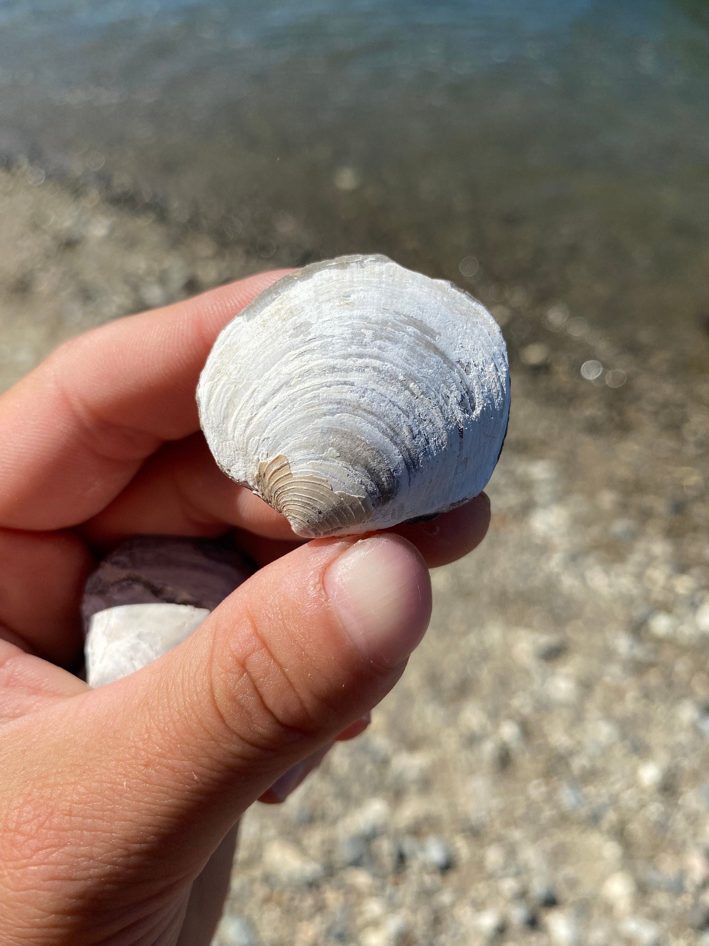 Fossil Shell (Lucina hannibali) - Washington State