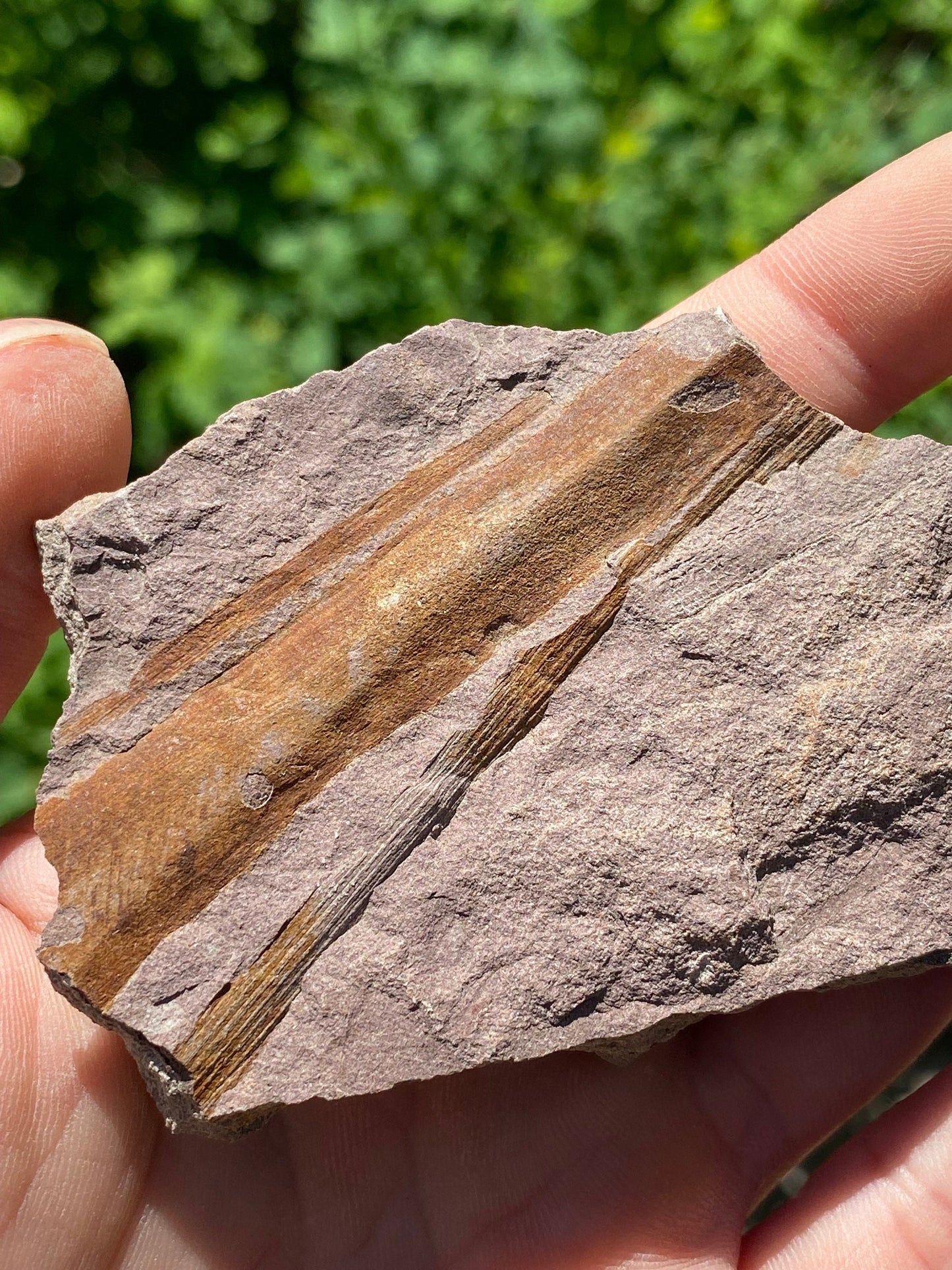 Horsetail Reed Fossil - Washington State